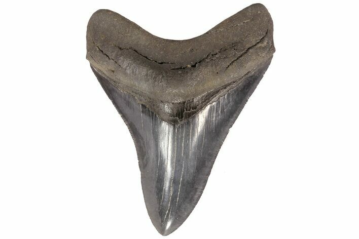 Serrated, Fossil Megalodon Tooth - Georgia #78185